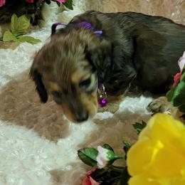 Dachshund Puppies from CLARK'S BREEDING PROGRAM