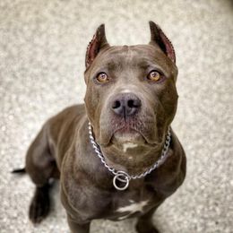 American Bullies from Madd Bullies