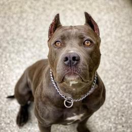 American Bullies from Madd Bullies