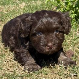Girl 1 - Chocolate female Havanese puppy in Douglas, Georgia from Huffer Hounds and Havanese