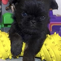 Wyatt - Black and tan male Brussels Griffon puppy in Arizona from Melody Lane Brussels Griffons