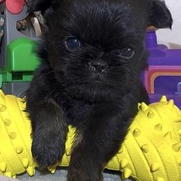 Wyatt - Black and tan male Brussels Griffon puppy in Arizona from Melody Lane Brussels Griffons