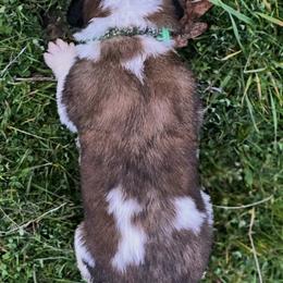 Saint Bernard Puppies from Eagle Mountain Saints
