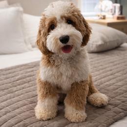 Scout - Australian Labradoodle