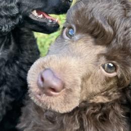 Poodles from Boon Hill Poodles