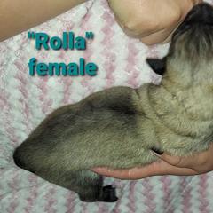 Anatolian Pyrenees Puppies from Alisha's Anatolian Pyrenees