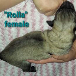 Anatolian Pyrenees Puppies from Alisha's Anatolian Pyrenees