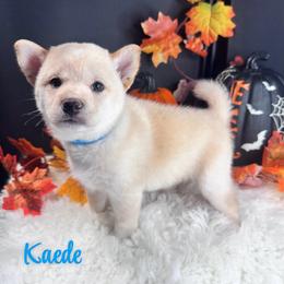 Kaede - Cream male Shiba Inu puppy in Inverness, Florida from Shore Thing Shiba’s