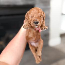 Sleepy - Black Collar - Red  male Goldendoodle puppy in Billings, Montana from Montana Raised Doodles