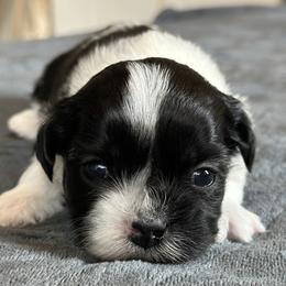 Male 2 - Black and white male Shichon puppy in Grand Rapids, Michigan from Great Lakes Teddy Bear Dogs