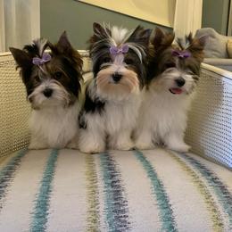 Biewer Terrier and Yorkshire Terrier Puppies from Niczarbiewers