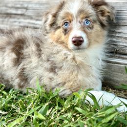 River - Red merle female Miniature Australian Shepherd puppy in Saint Cloud, Florida from Dirty Paws