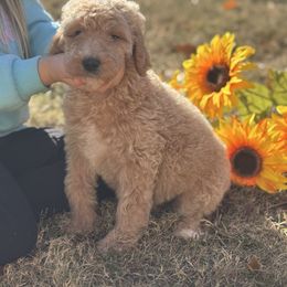 Girl 2 - Poodle puppy from Kelley’s Poodle Patch