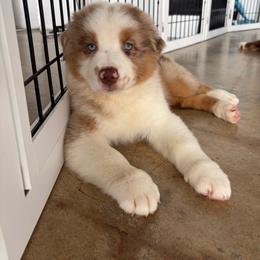 Zen - Red merle male Australian Shepherd puppy in Richmond, Texas from Big Zen Aussies