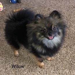 willow - Pomeranian