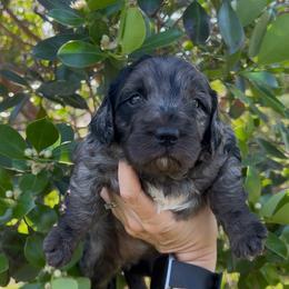 Jo - Merle female Goldendoodle puppy in Cocoa, Florida from The Coastal Homestead