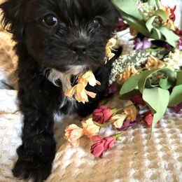Girl 3 - Black and white female Shihpoo puppy in Seymour, Tennessee from Mel’s Teddy Bear Puppies
