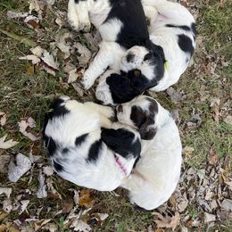 English Springer Spaniel Puppies from Cedar Ridge Kennels
