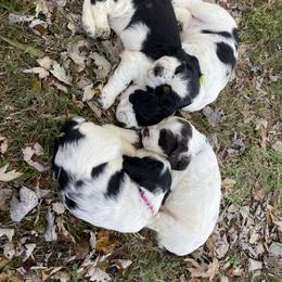 English Springer Spaniel Puppies from Cedar Ridge Kennels