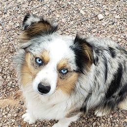 Elsa - Miniature Australian Shepherd