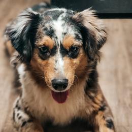 Tilly - Miniature Australian Shepherd