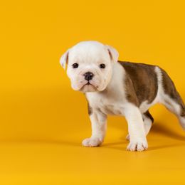 Bulldog Puppies from Darcy Dunn
