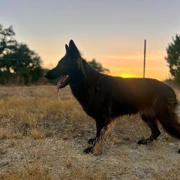 Drama - German Shepherd