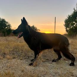 Drama - German Shepherd