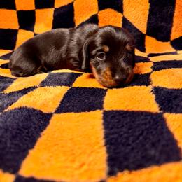 August - Wild boar male Dachshund puppy in Nampa, Idaho from 208 Wiener Wiggle Butts LLC