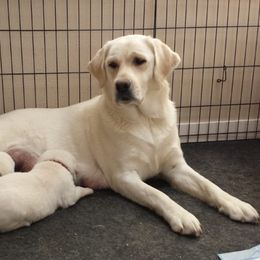 Labrador Retriever Puppies from Fidelity Farm Labradors