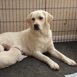 Labrador Retriever Puppies from Fidelity Farm Labradors