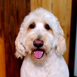 Zippy  - Goldendoodle