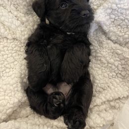 Miniature Schnauzer Puppies from Black Gold Miniature Schnauzers