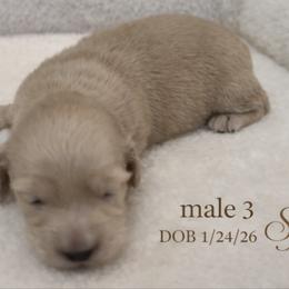 Male 3 - Cream male Dachshund puppy in Bratt, Florida from Sugarfoot Dachshunds