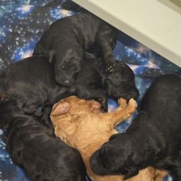 Boy 2 - Apricot male Poodle puppy in Edgerton, Wisconsin from ERSA Acres Golden Retrievers...limited registration only offered, AKC Moyen and Miniature Poodles