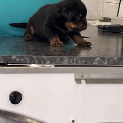 Green Collar - Black and rust male Beauceron puppy in Floyd’s Knobs, Indiana from Birdwing Beaucerons