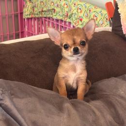 Penelope - Fawn female Chihuahua puppy in Springfield, Illinois from Improv Show Dogs