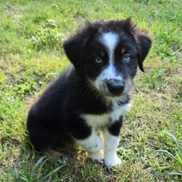 Charming - Black tri-color male Australian Shepherd puppy in Peach Bottom, Pennsylvania from Arcadia Australian Shepherds