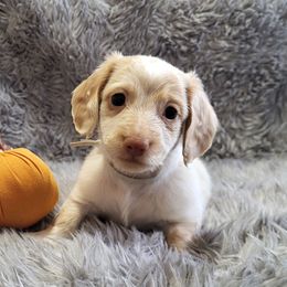 Gray AKC - Piebald male Dachshund puppy in Mesa, Arizona from Diamondback Doxie