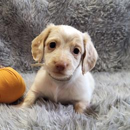 Gray AKC - Piebald male Dachshund puppy in Mesa, Arizona from Diamondback Doxie