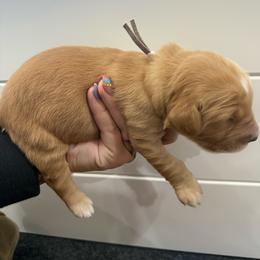 Agatha-Light Purple - Dark golden female Golden Retriever puppy in Cedar City, Utah from RuTess Goldens