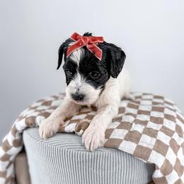 Scarf - Parti female Goldendoodle puppy in Jamestown, Kentucky from Milk & Honey Doodles