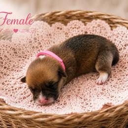 Roxie - Sable and white female American Corgi puppy in Missouri from Country Legends Aussies & Corgis