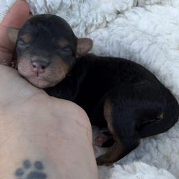 Snorlax - Black male Bordoodle puppy in Canfield, Ohio from Poo's Doo's & Inu's