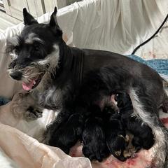 Miniature Schnauzers from Chiquiticos Shnauzers