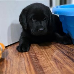 Olaf - Black male Labrador Retriever puppy in Seymour, Missouri from Fairview's Precious Pups