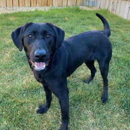Slack - Labrador Retriever
