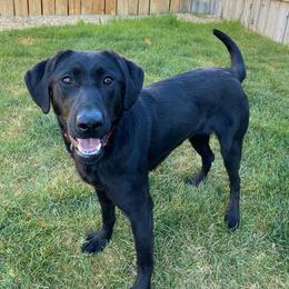 Slack - Labrador Retriever