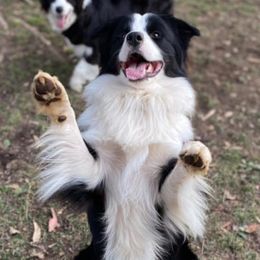 Border Collies from Jollypaws Border Collies