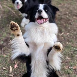 Border Collies from Jollypaws Border Collies